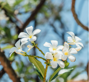 Jasmine