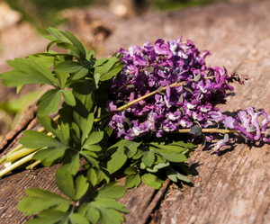 Patchouli