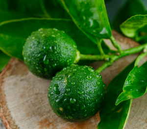 Bergamot
