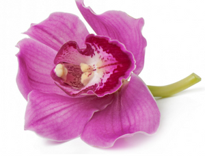 Orchid