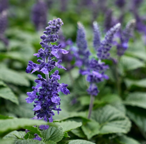 Patchouli