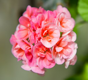 Geranium