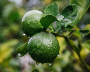 Bergamot
