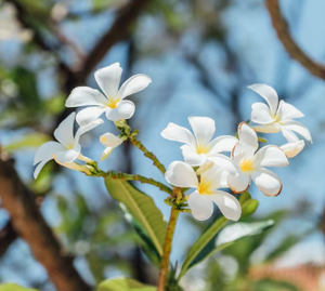 Jasmine